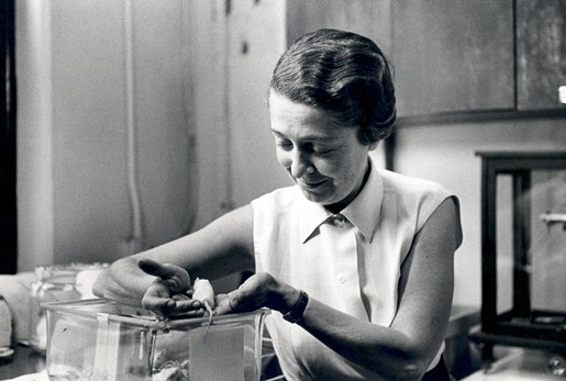 Şekil 2. Rita Levi-Montalcini 1963'te Washington Üniversitesi'ndeki laboratuarında. (Washington Üniversitesi Tıp Fakültesi'nin Becker Tıp Kütüphanesi'nin özel izni ile kullanılmıştır. Photo credit: Becker Medical Library,  Washington University School of Medicine.)