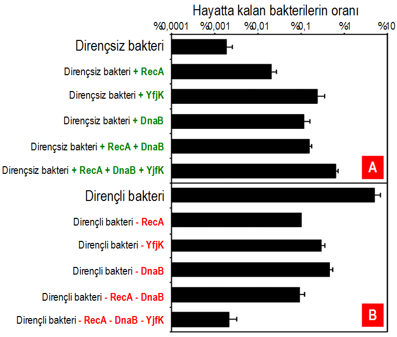 Şekil 4. (A) İlk, dirençsiz E. coli bakterilerine bahsi geçen genlerde değişinimler uygulandıkça gama ışınlarına karşı  dirençleri artıyor. (B) Dirençli bakterilerden bahsi geçen genler normalleştirildikçe direnç kayboluyor.