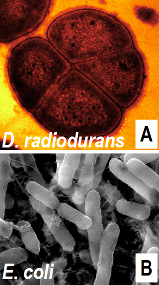 Şekil 1. (A) Deinococcus radiodurans ve (B) Escherischia coli bakterilerinin elektron mikroskobu ile edilmiş görüntüleri. D. radiodurans, genelde burada görüldüğü gibi dörtlü (“tetrakok”) olarak bulunuyor.