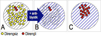 antibiyotik direnci